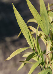 Chasmanthium Chasmanthium Latifolium, 5L