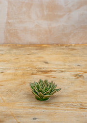 Chive Avocado Green Firecracker Succulent Wall Decoration