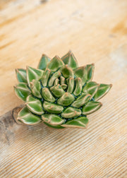 Avocado Green Firecracker Succulent Wall Decoration
