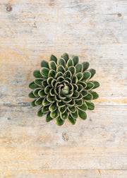 Avocado Green Unicorn Zinnia Wall Decoration