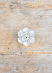 Ivory Daffodil Wall Decoration