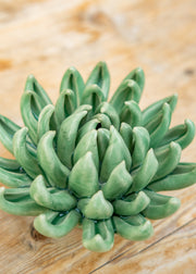 Jade Green Succulent Wall Decoration