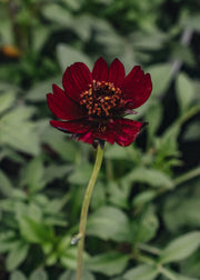 Cosmos Cosmos atrosanguineus 'Chocamocha', 2L