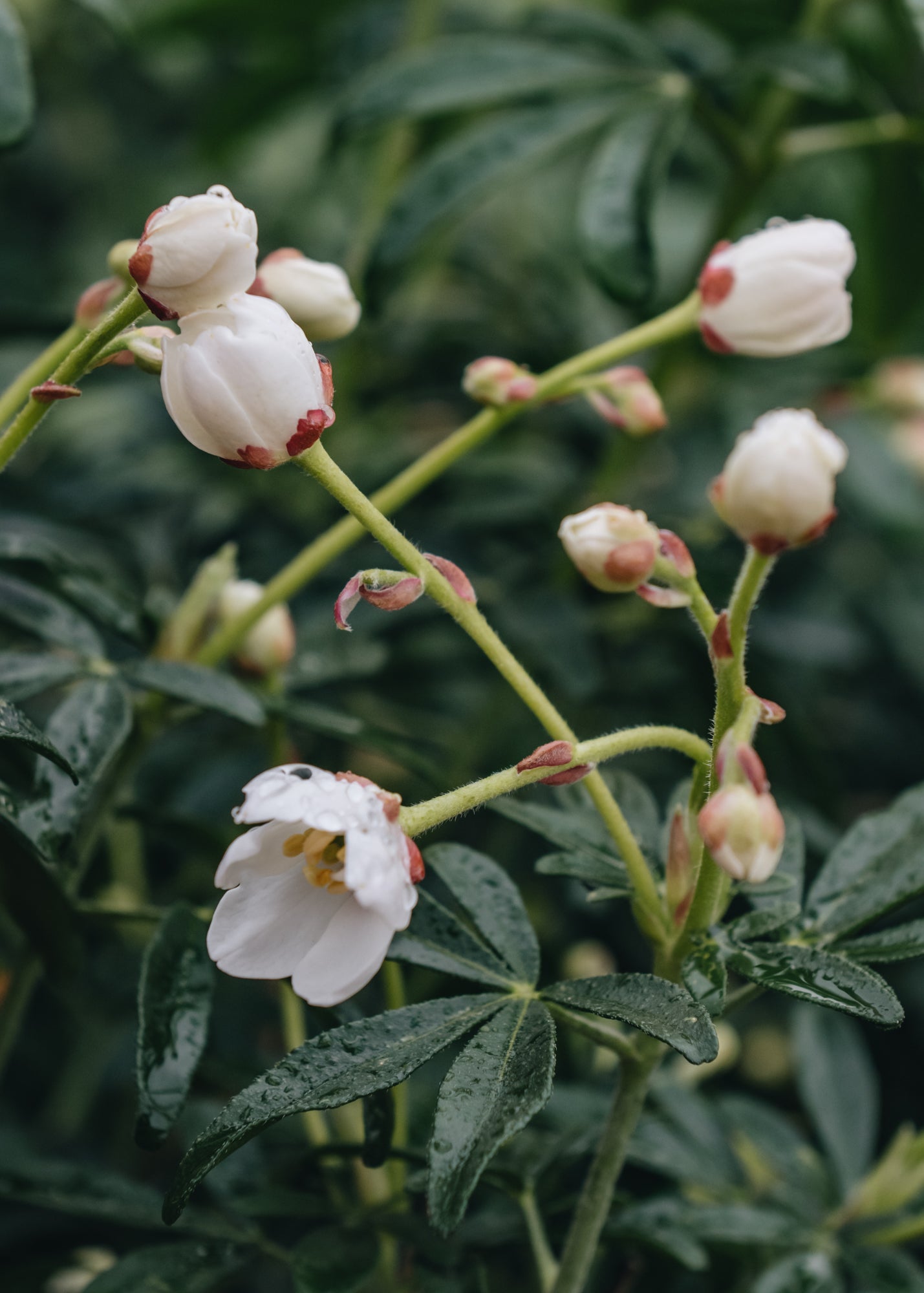 Choisya Greenfingers