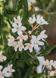 Choisya Choisya ternata 'Scented Gem', 5L