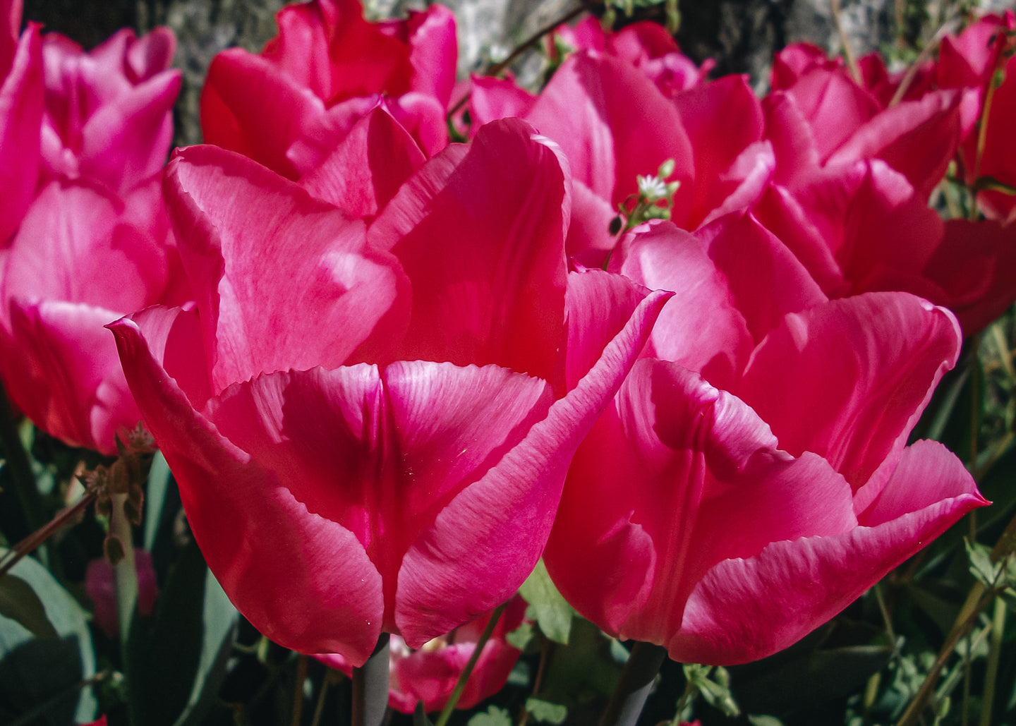 Tulipa Christmas Dream Bulbs