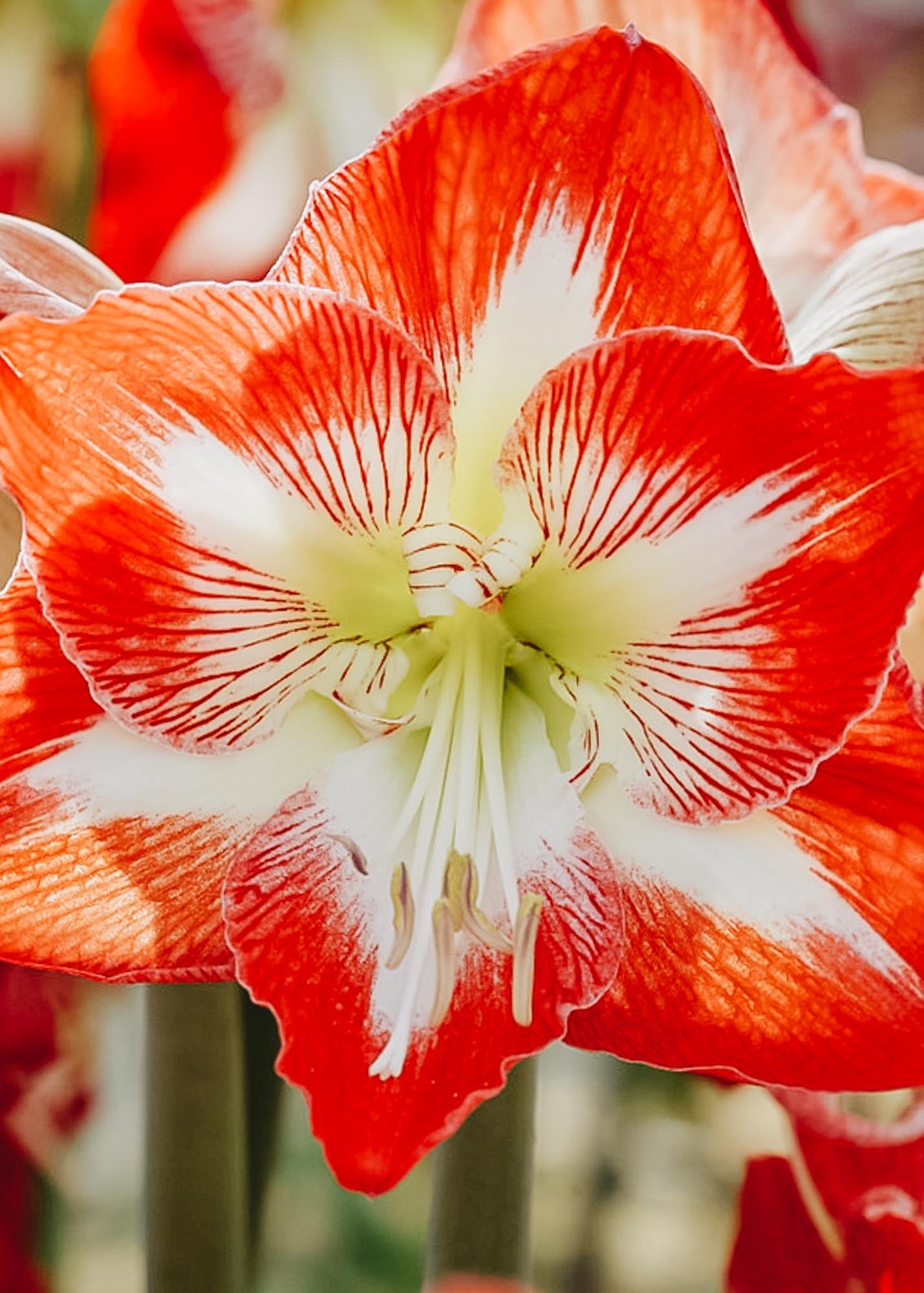 Amaryllis Christmas Star Bulb