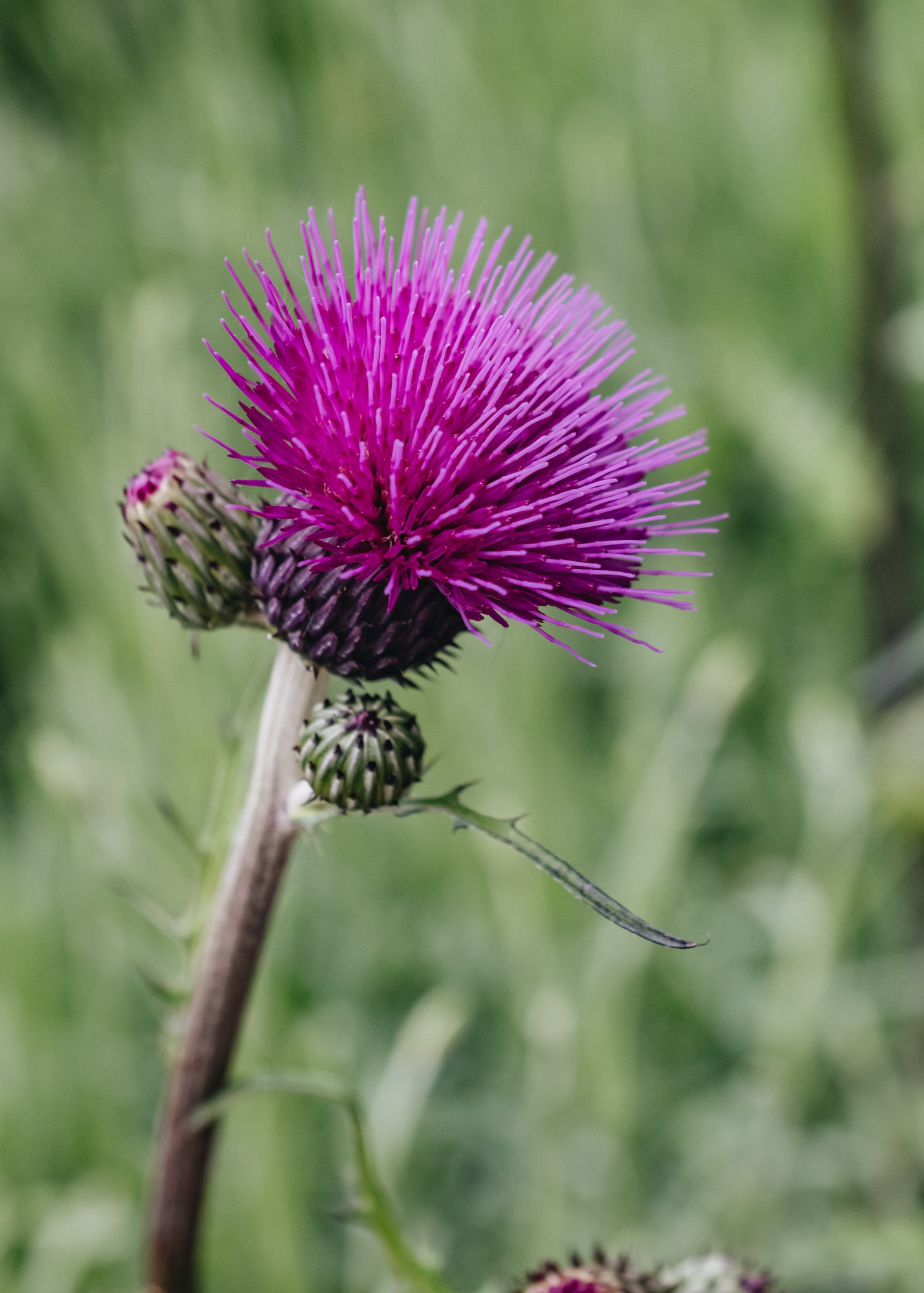 Cirsium Trevor's Blue Wonder