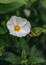 Cistus Thrive