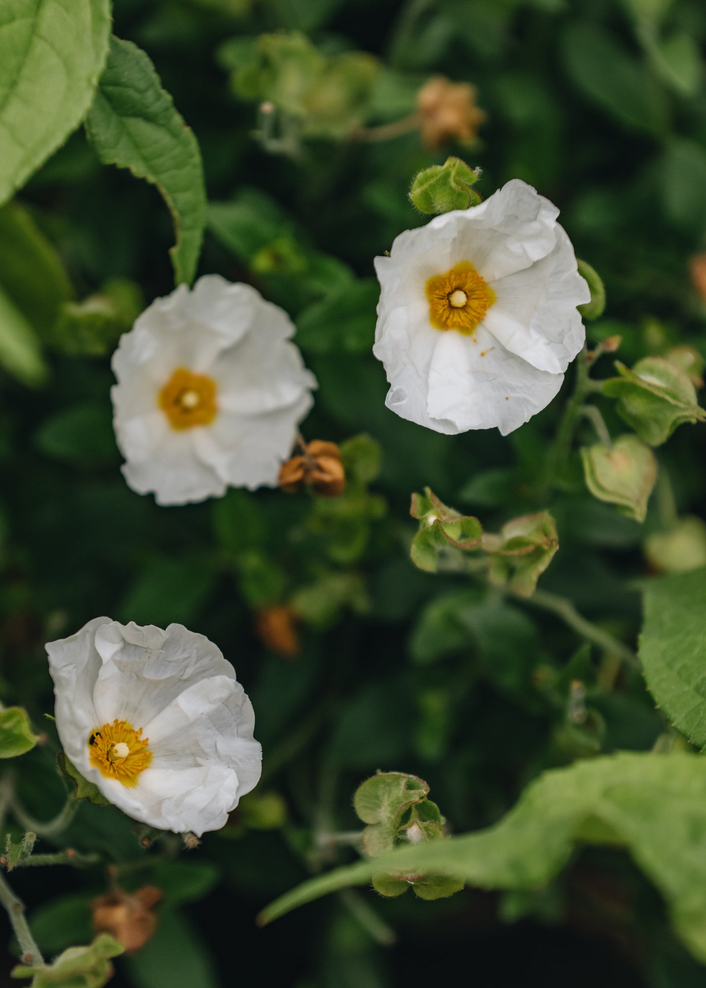 Cistus Thrive