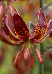 Taylors Bulbs Lilium 'Claude Shride' Bulbs, pack of three