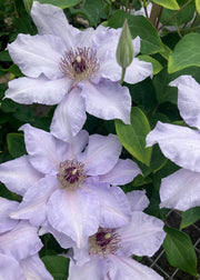 Clematis ‘Eliza’™ , 3L