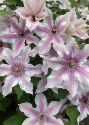 Clematis 'Ithemba’™, 3L