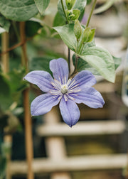 Rudbeckia Clematis Arabella, 2/3L