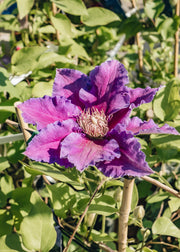 David Austin Roses Clematis Baroness Fookes™, 3L