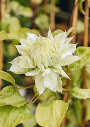 Clematis 'Belle of Woking', 3L