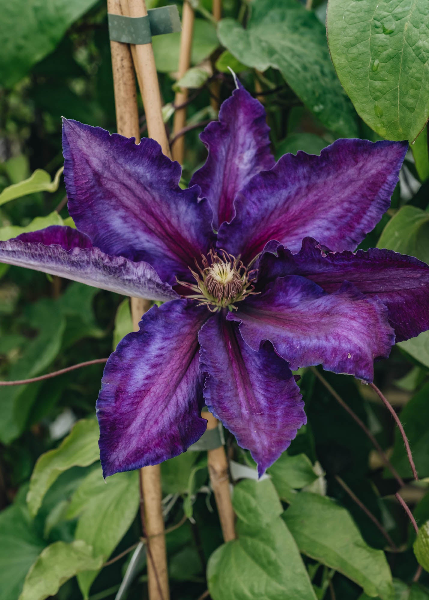 Clematis Black Tea