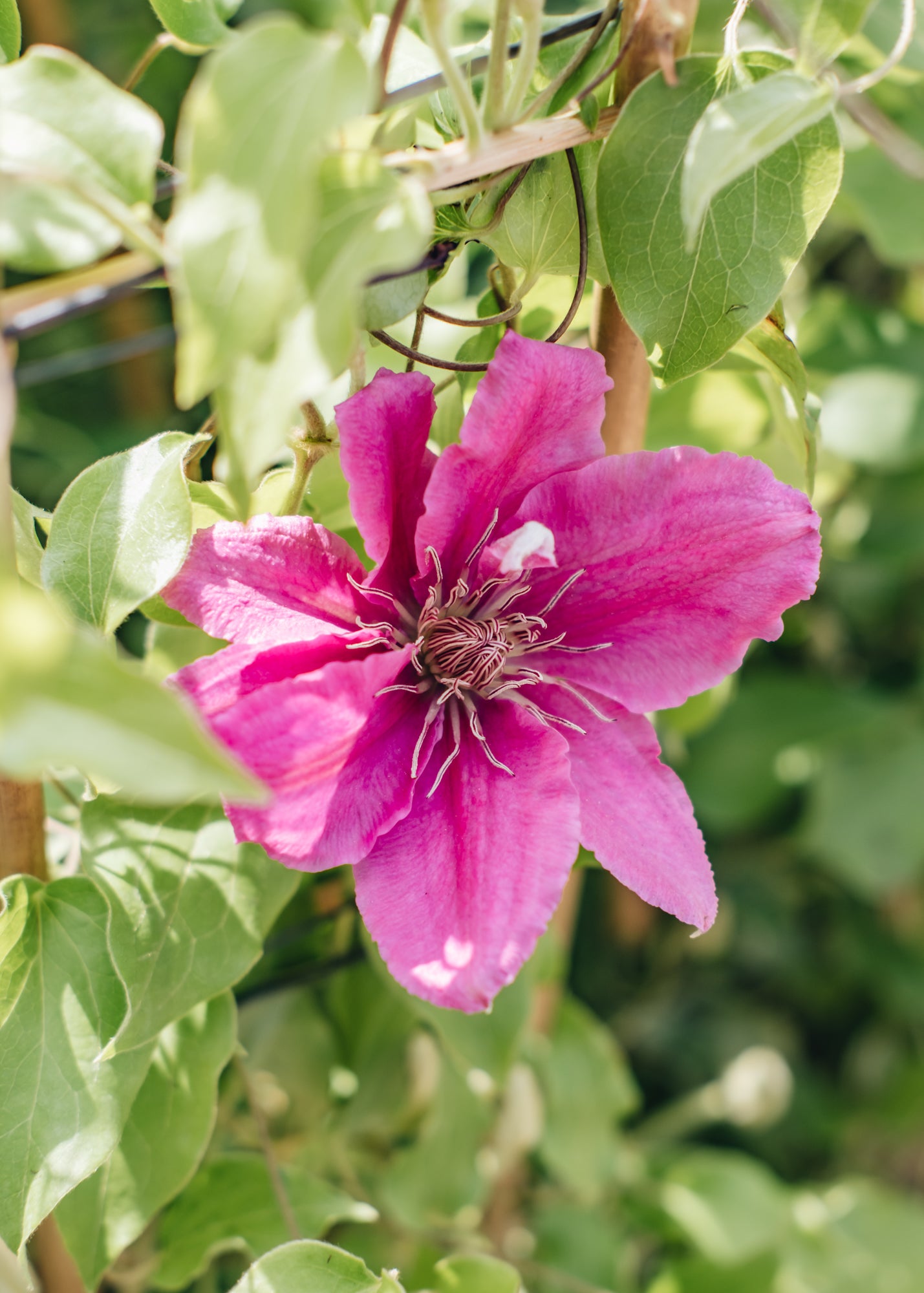 Raymond Evison Clematis Clematis Bridgewater™, 3L 