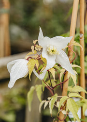 Heuchera Clematis alpina 'Broughton Bride', 3L 