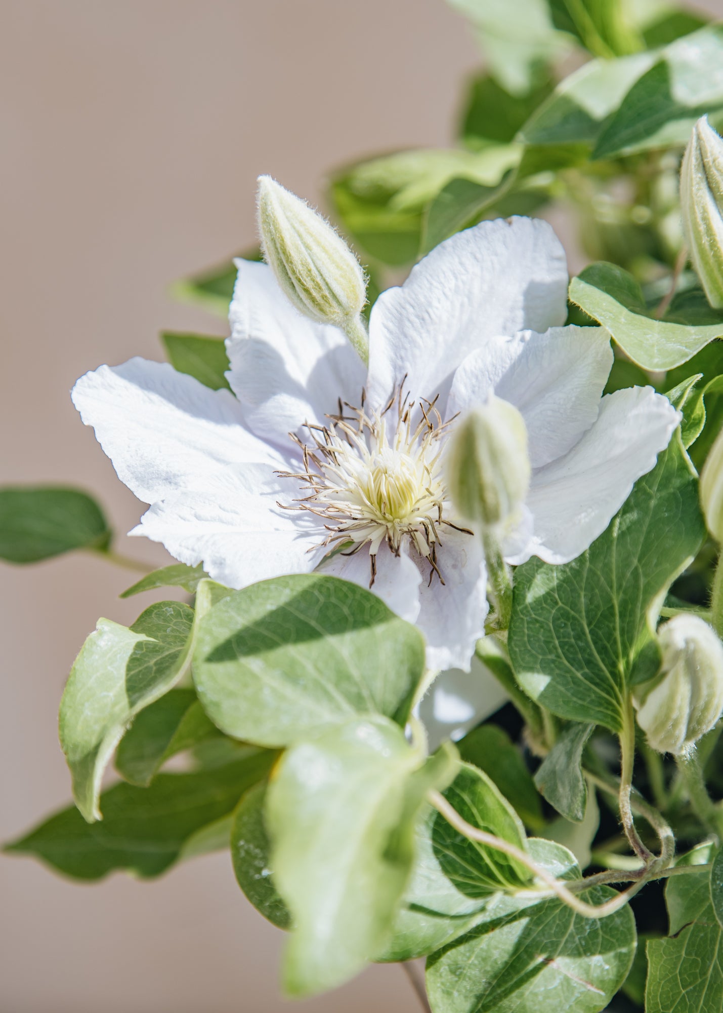Altico Clematis Chelsea™ (hanging), 3L 