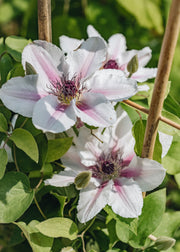 Clematis Countess of Wessex