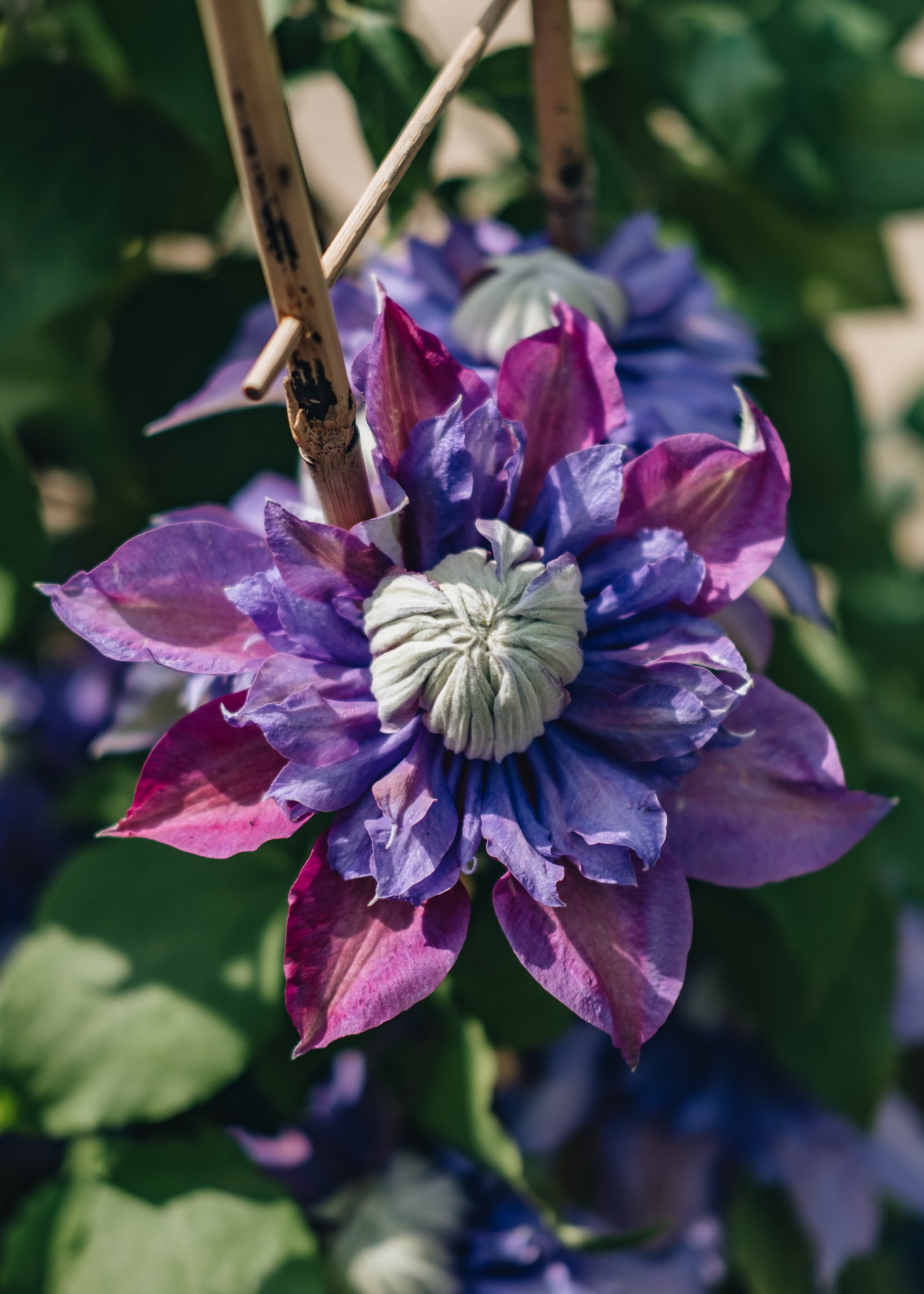 Clematis Diamantina™, 3L