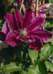 Clematis Doctor Ruppel