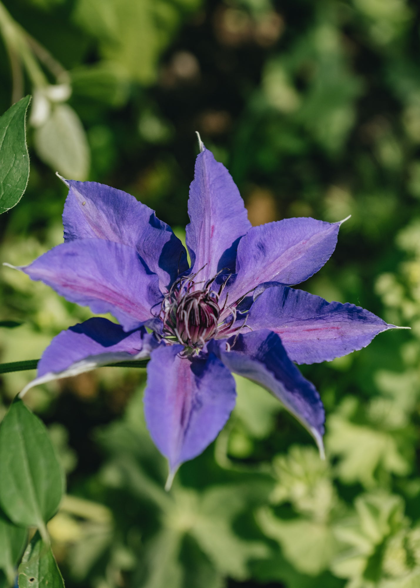 Clematis Edda