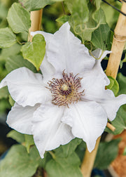 Clematis ‘Eliza’™ , 3L