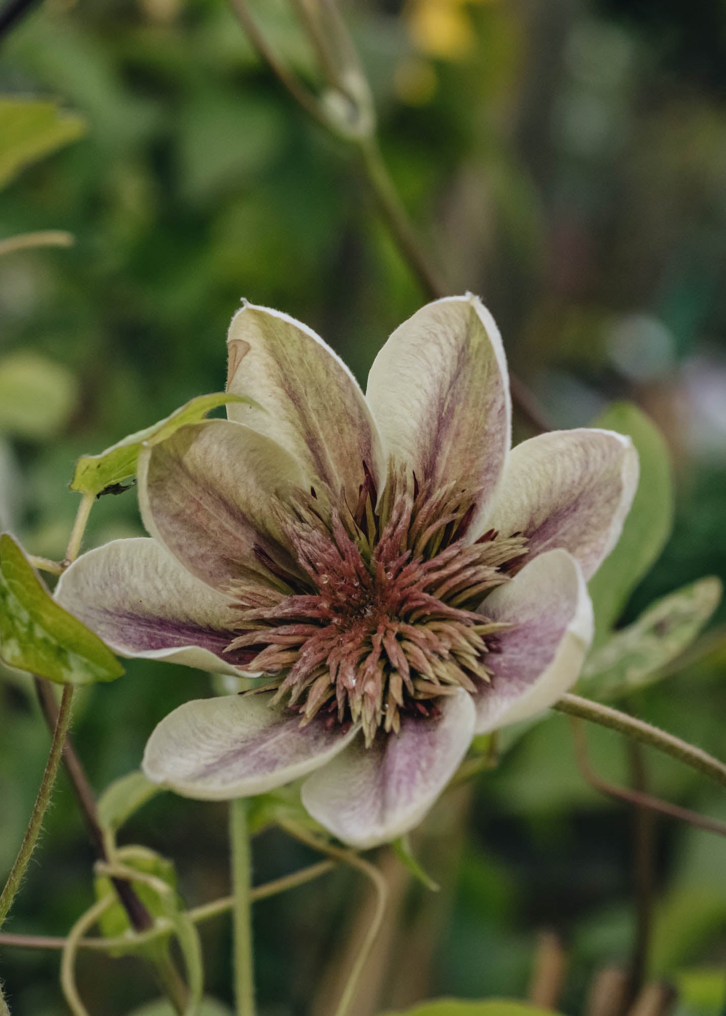 Clematis Empress