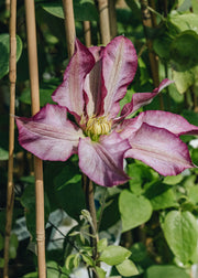 Clematis Frau Susanne