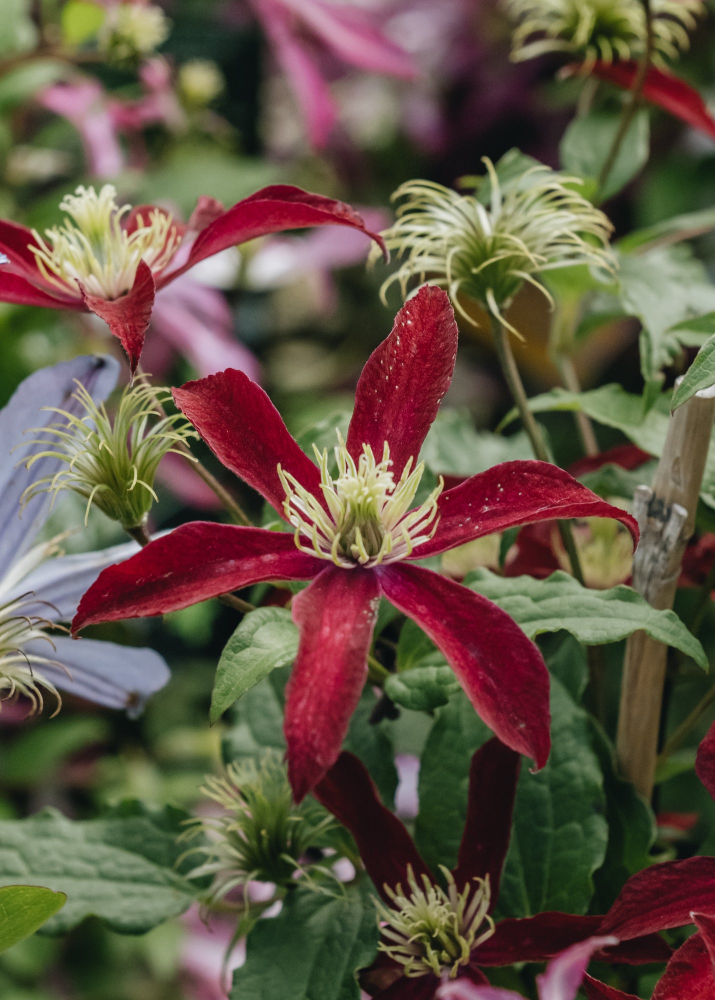 Clematis viticella Glorious Red, 3L – Burford Garden Co.