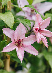Clematis 'Hagley Hybrid', 3L