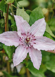Clematis Clematis 'Hagley Hybrid', 3L