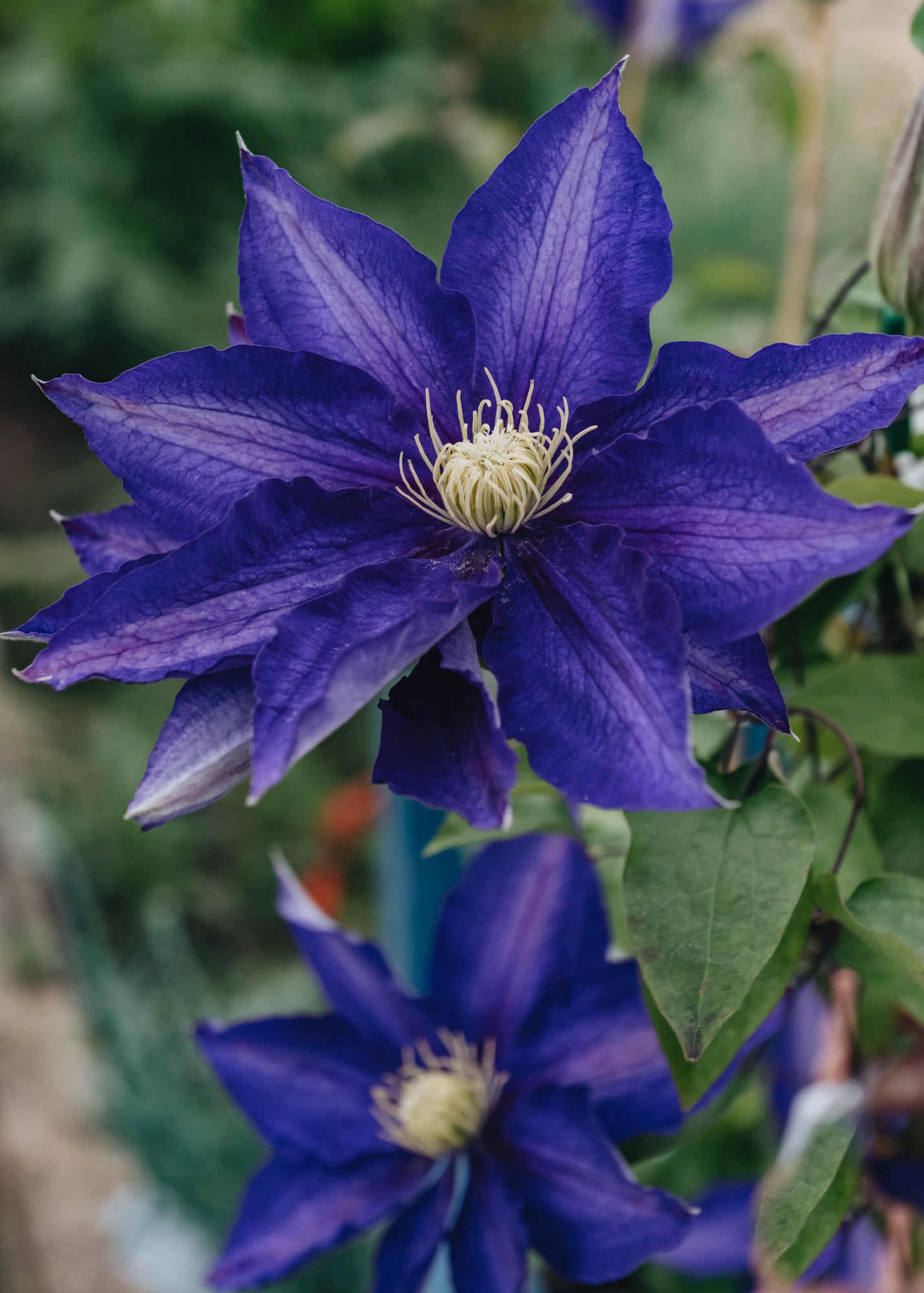 Clematis Haku-Okan