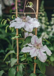 Clematis Hyde Hall™, 3L