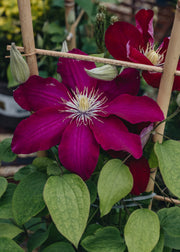 Clematis Issey