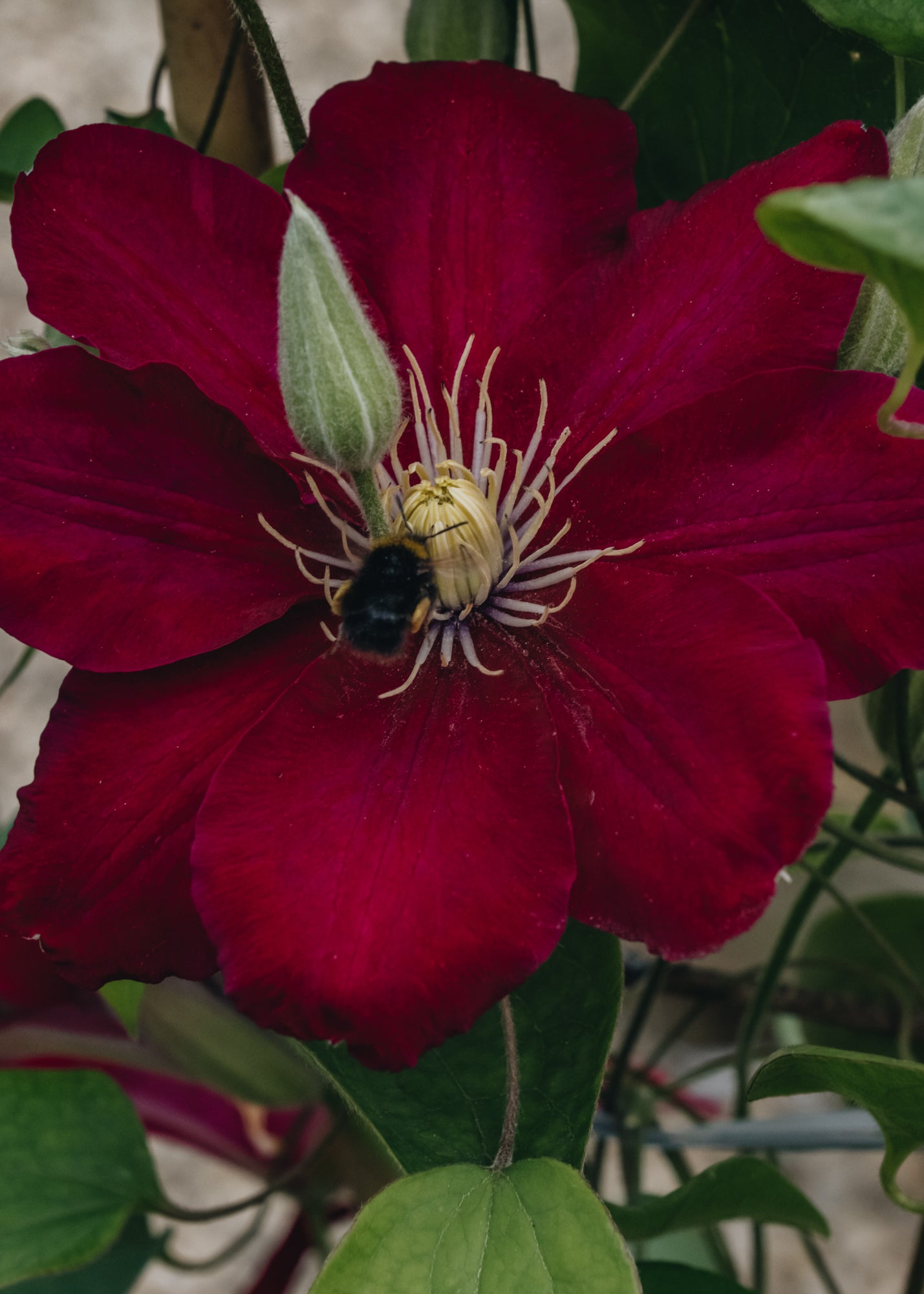 Clematis Issey