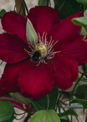Clematis Clematis Issey