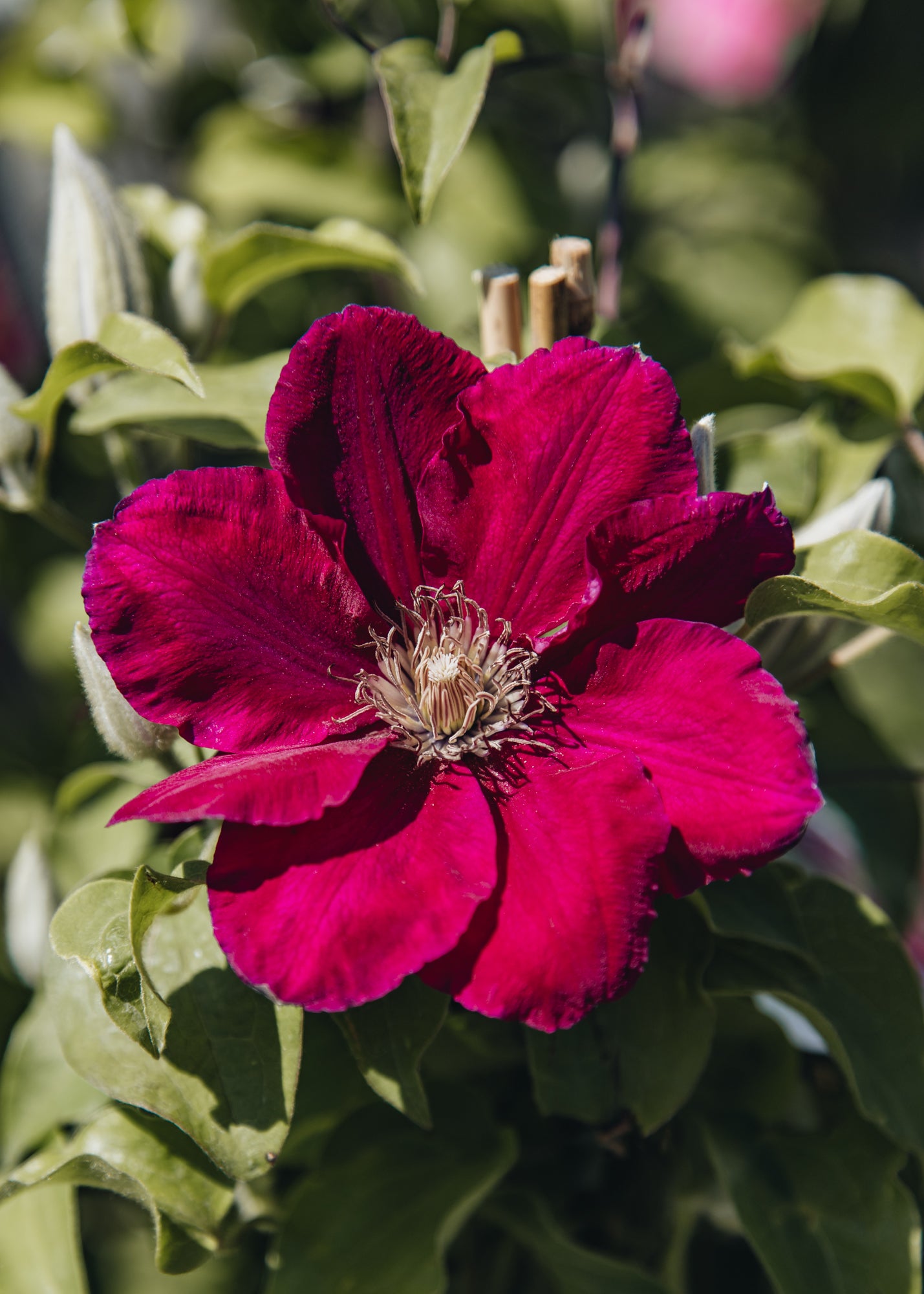 Altico Clematis Jie™, 3L