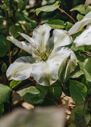 Clematis Kirsten Creed