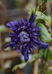 Clematis Kokonoe, 3L
