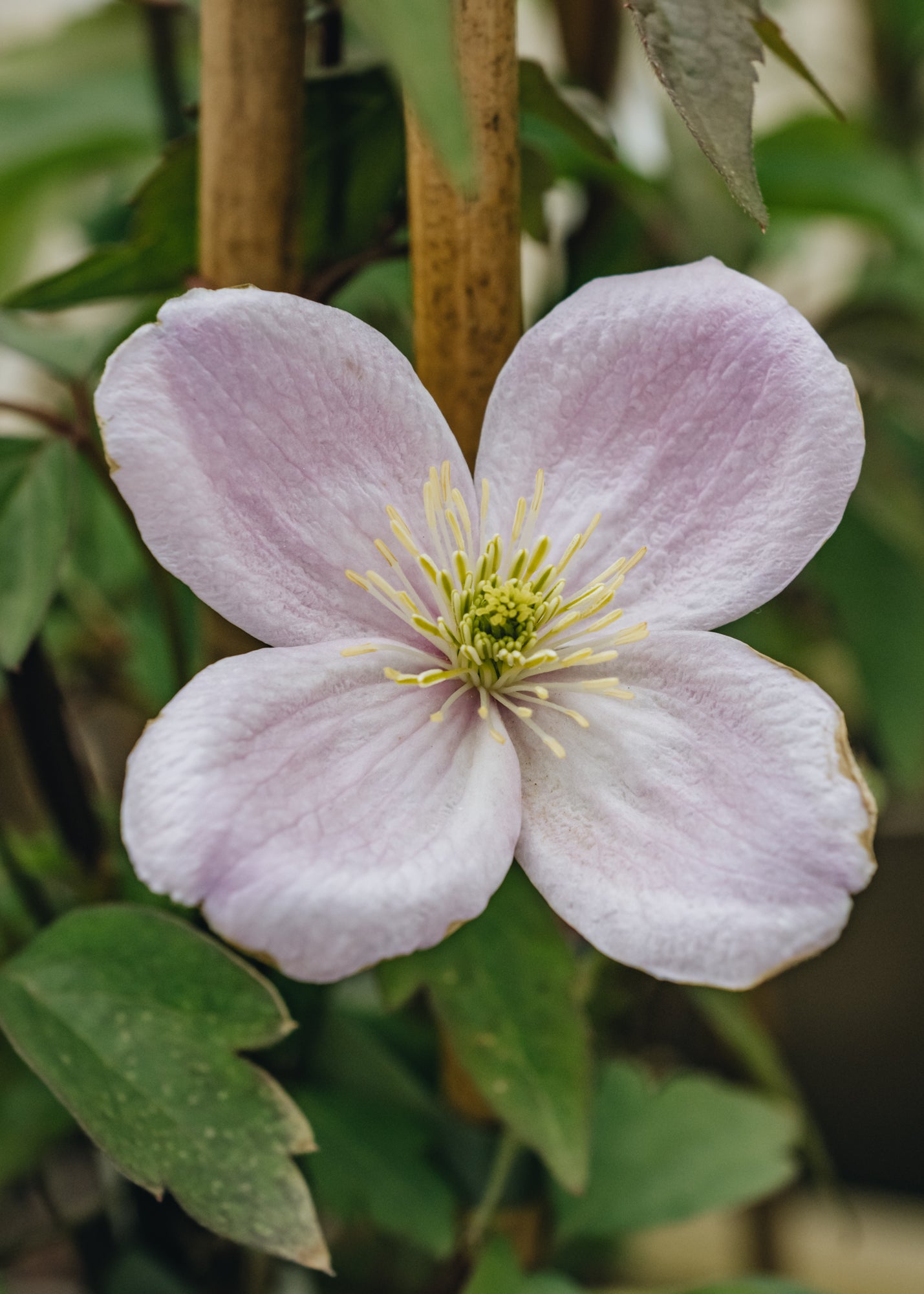 Clematis montana Mayleen