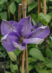 Clematis Mrs Charlmondeley