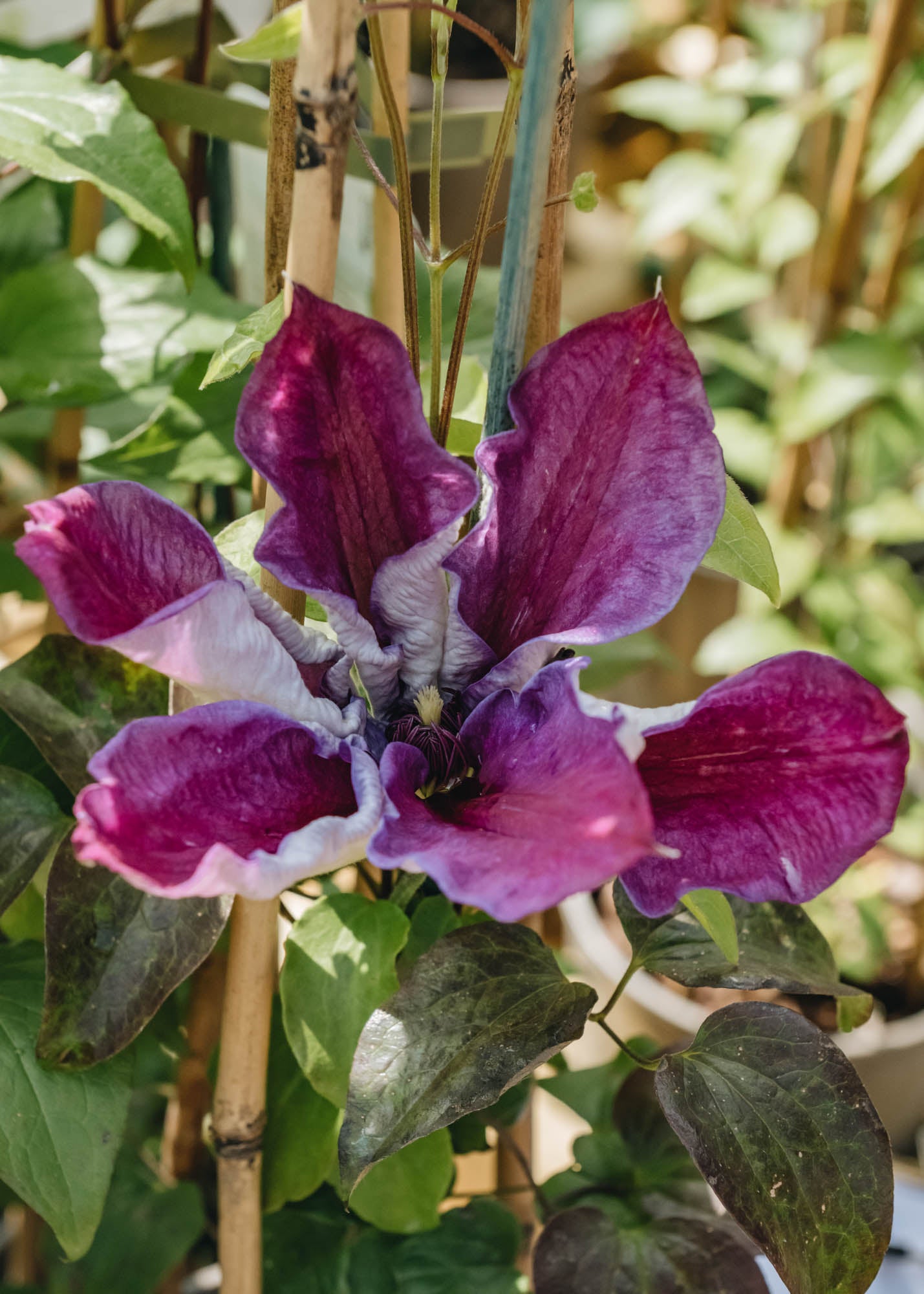 Clematis Mrs N Thompson, 3L