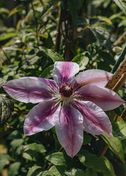 Clematis Nelly Moser