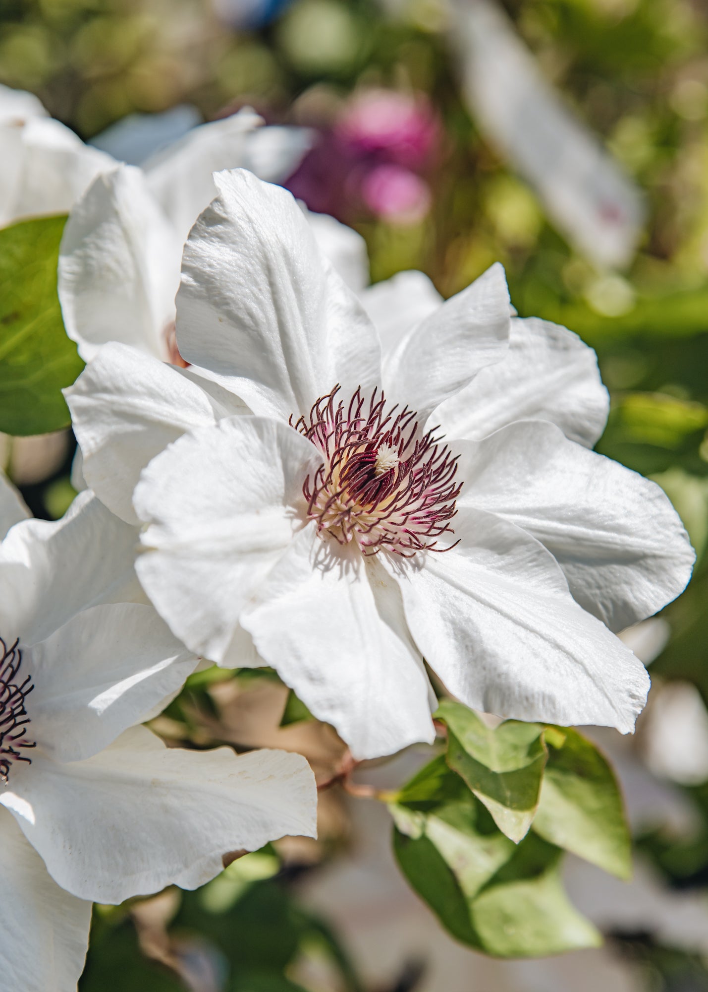 Altico Clematis Ninon™, 3L