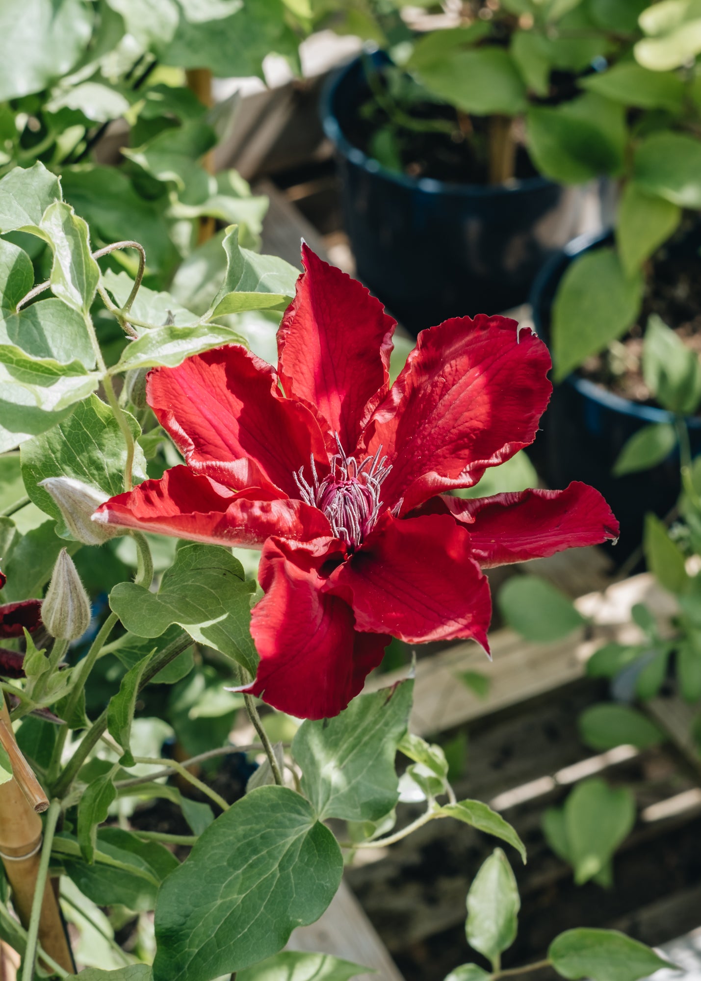 Spiraea Clematis Nubia™, 3L