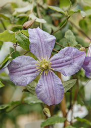 Rudbeckia Clematis Prince Charles, 3L