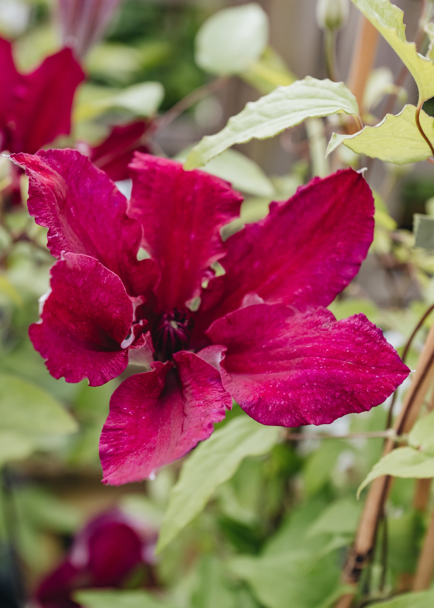 Clematis Clematis Ruutel
